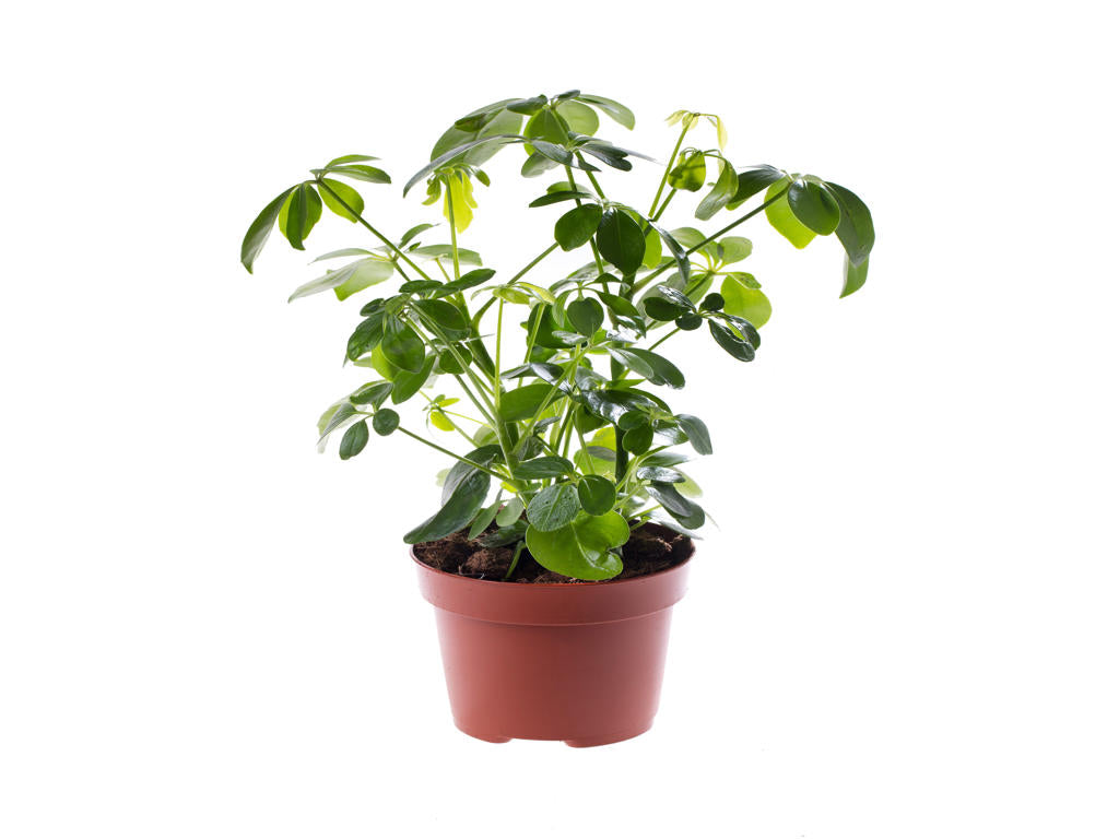 Schefflera arboricola | Tr.112 - 5+ semillas