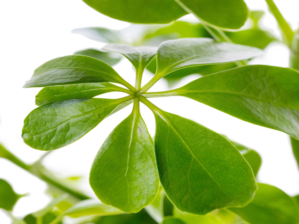 Schefflera arboricola | Tr.112 - 5+ semillas