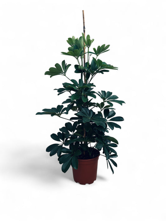 Schefflera Compacta | 6 cm plug 28/tray