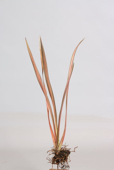 Phormium Pink Flamingo