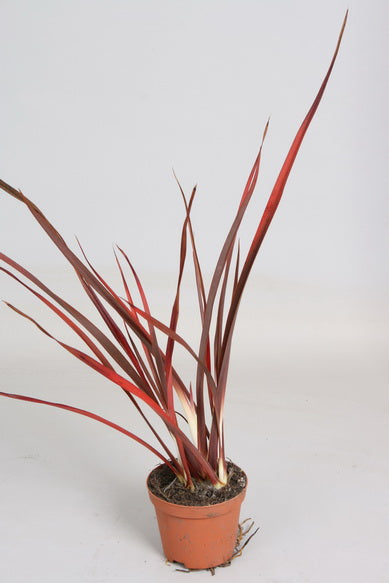 Phormium Special Red