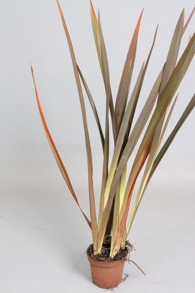 Phormium Pink Blush