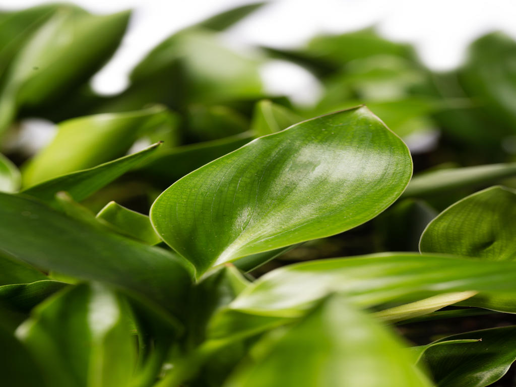 Strelitzia mandela gold | Sowingbox 100+ semillas