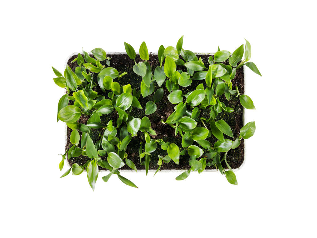 Strelitzia mandela gold | Sowingbox 100+ semillas