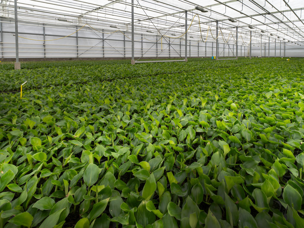 Strelitzia nicolai | Plug Tray 60 1PP