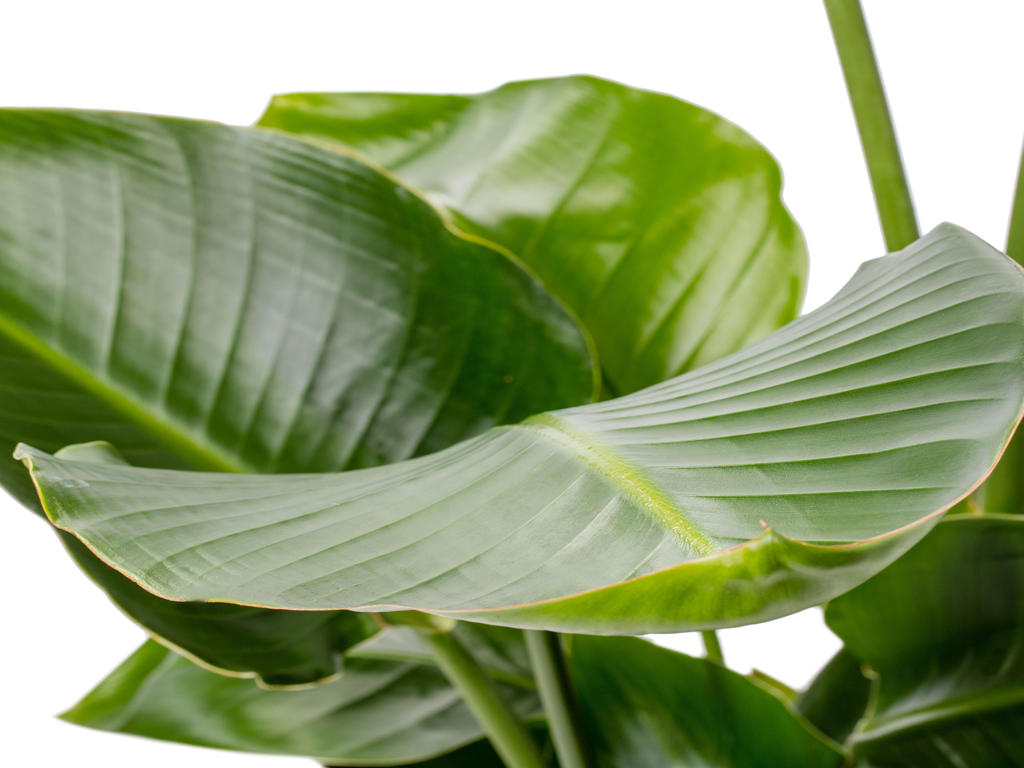 Strelitzia nicolai | Plug Tray 60 1PP