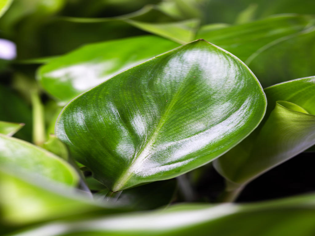 Strelitzia nicolai | Plug Tray 60 1PP