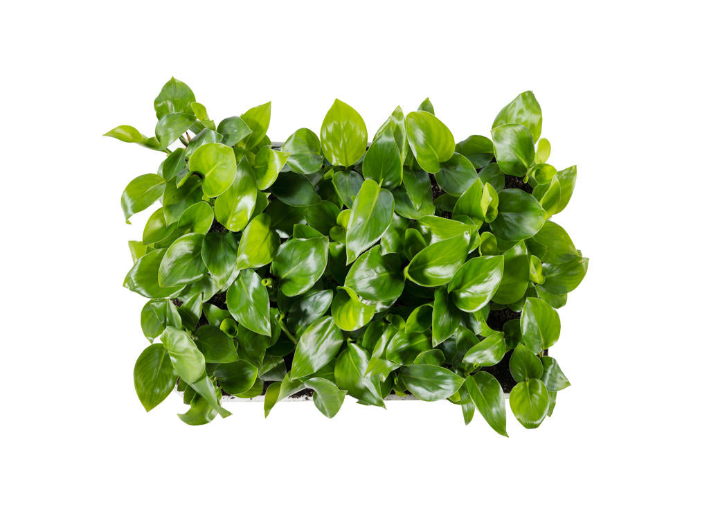 Strelitzia nicolai | Plug Tray 60 1PP