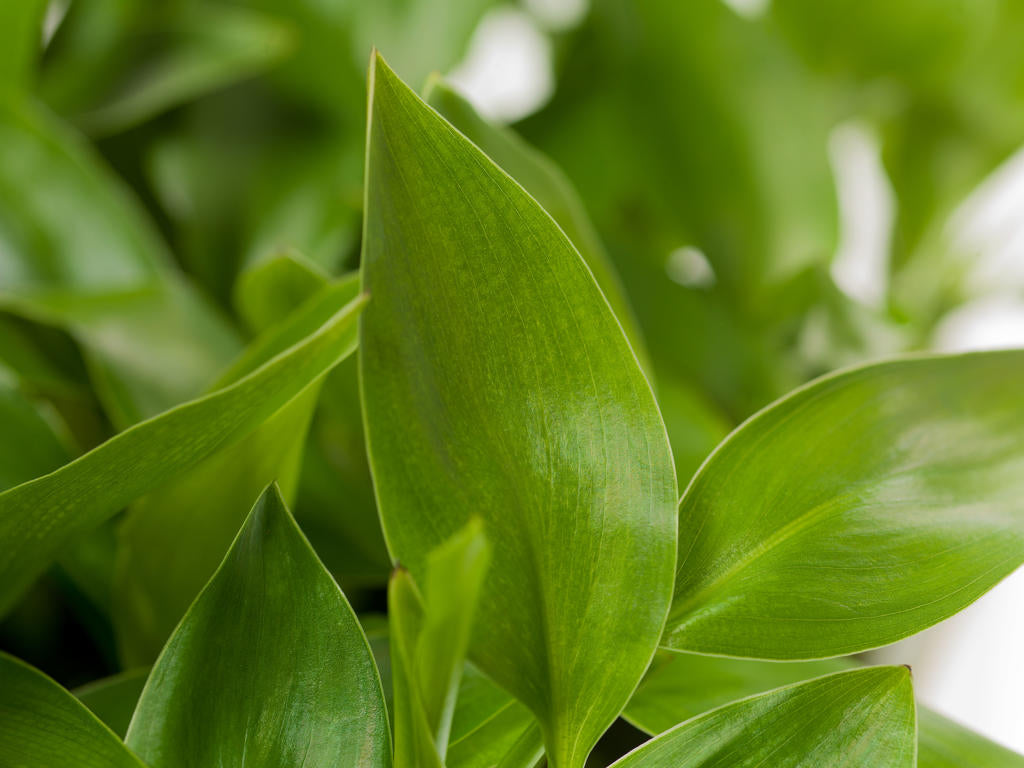 Strelitzia reginae  | Sowingbox 100+ semillas