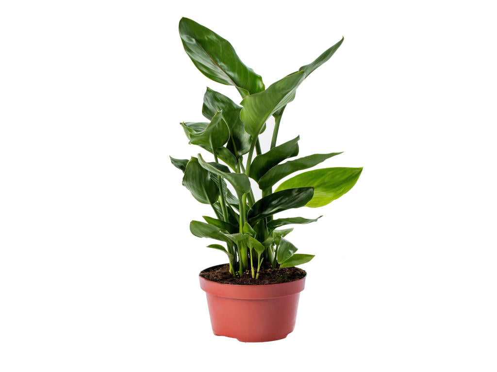 Strelitzia reginae  | Sowingbox 100+ semillas