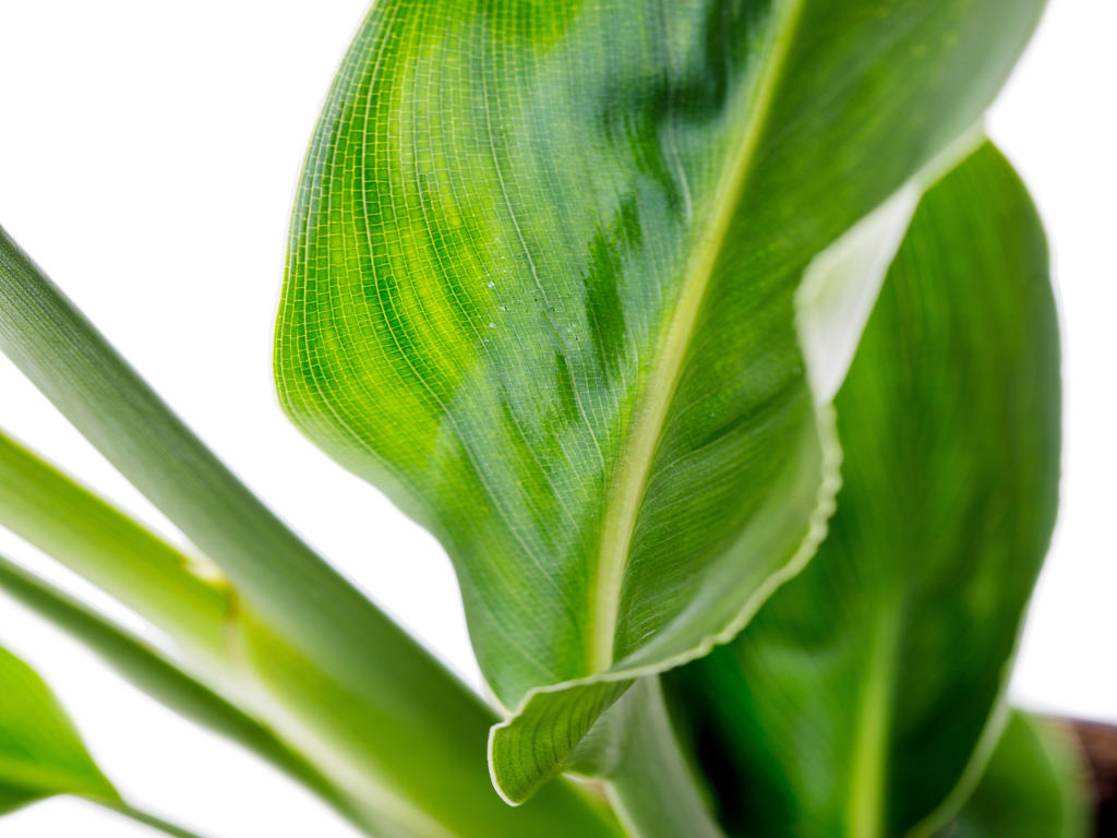 Strelitzia reginae  | Sowingbox 100+ semillas