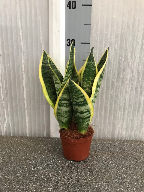 Sansevieria trif. 'Futura Superba' 3pp 30-35cm