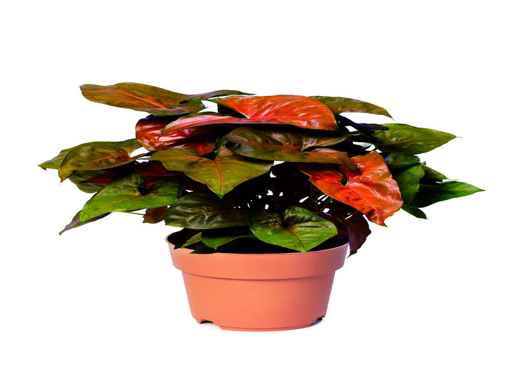 Syngonium Maria (single) | 4 cm plug 80/tray