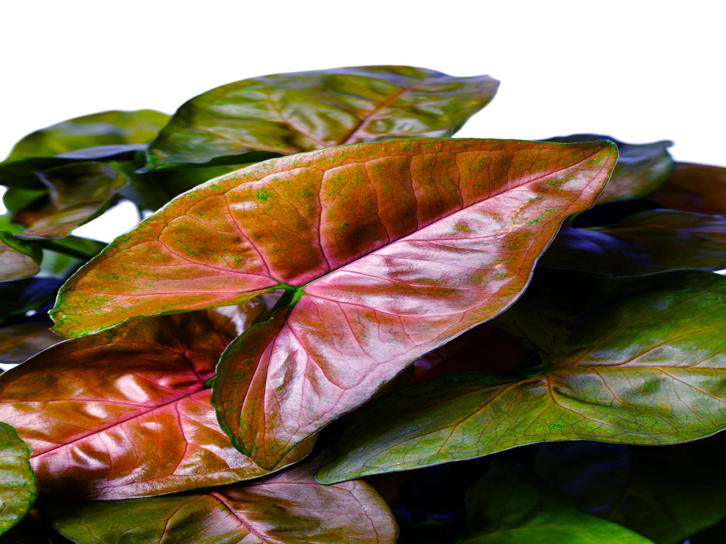 Syngonium Maria (single) | 4 cm plug 80/tray