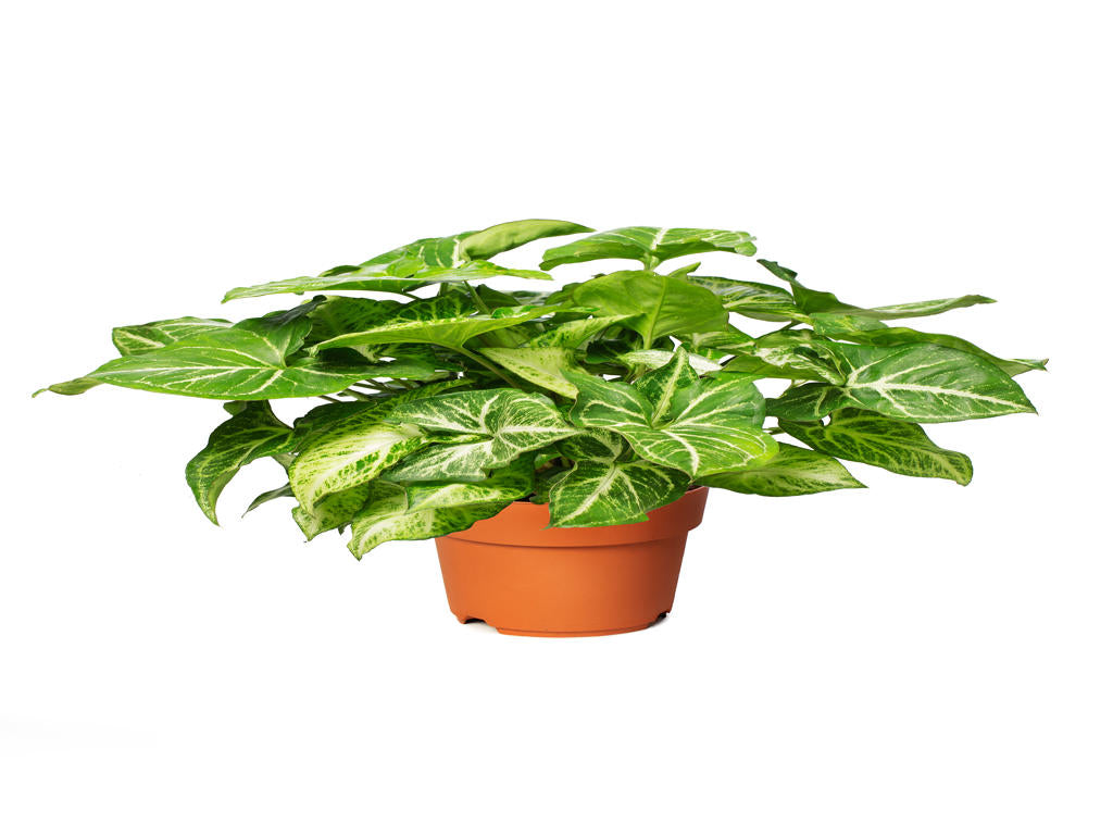 Syngonium Robusta (clump) | 5 cm plug 50/tray