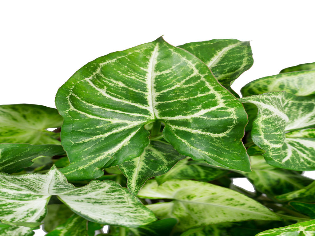 Syngonium Robusta (clump) | 5 cm plug 50/tray