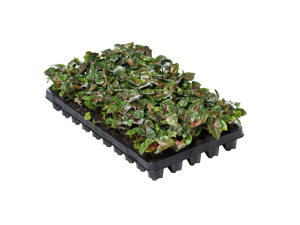 Syngonium Maria (clump) | 5 cm plug 50/tray