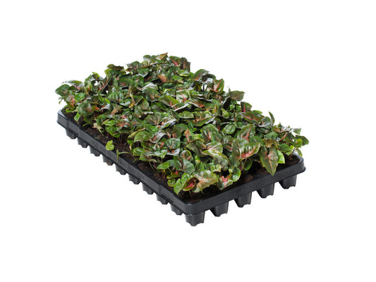 Syngonium Maria (clump) | 5 cm plug 50/tray