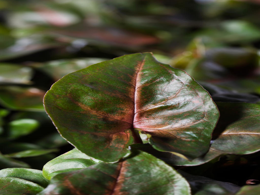 Syngonium Maria (single) | 4 cm plug 80/tray