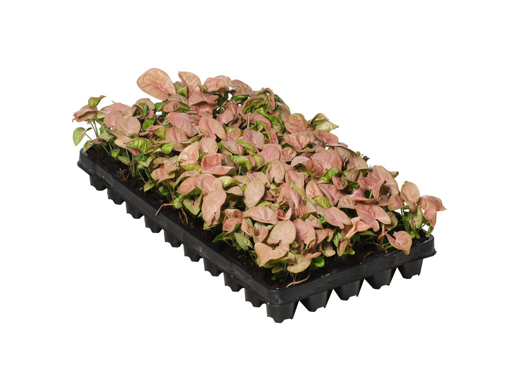 Syngonium Neon (clump) | 5 cm plug 50/tray