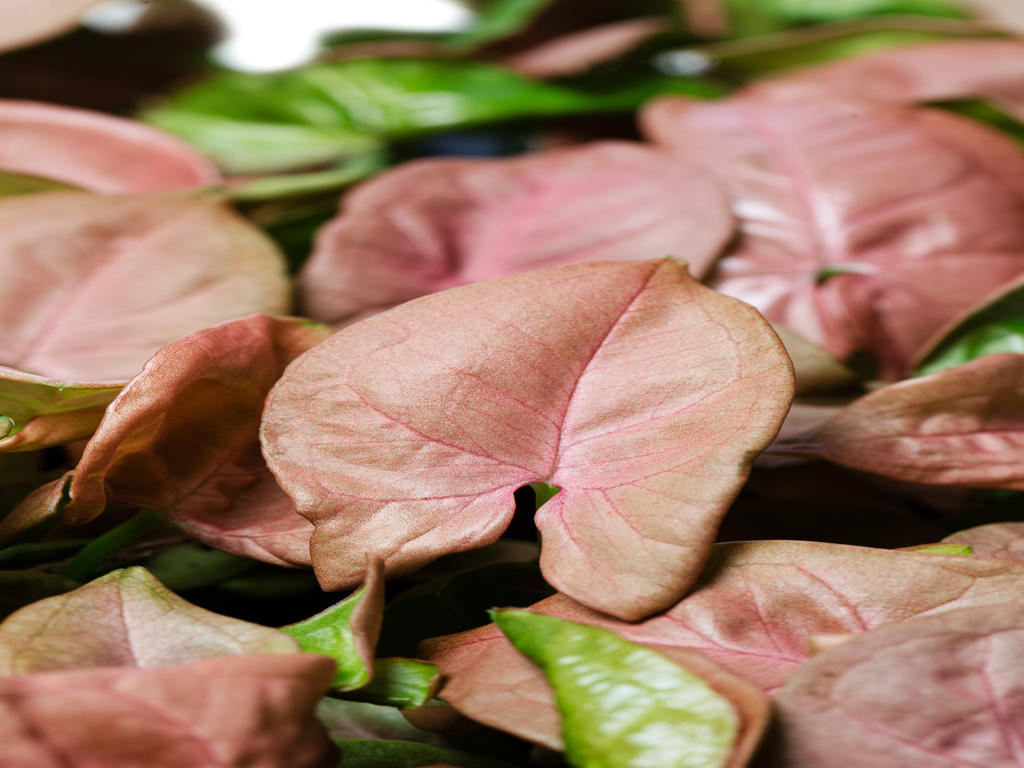 Syngonium Neon (single) | 4 cm plug 80/tray