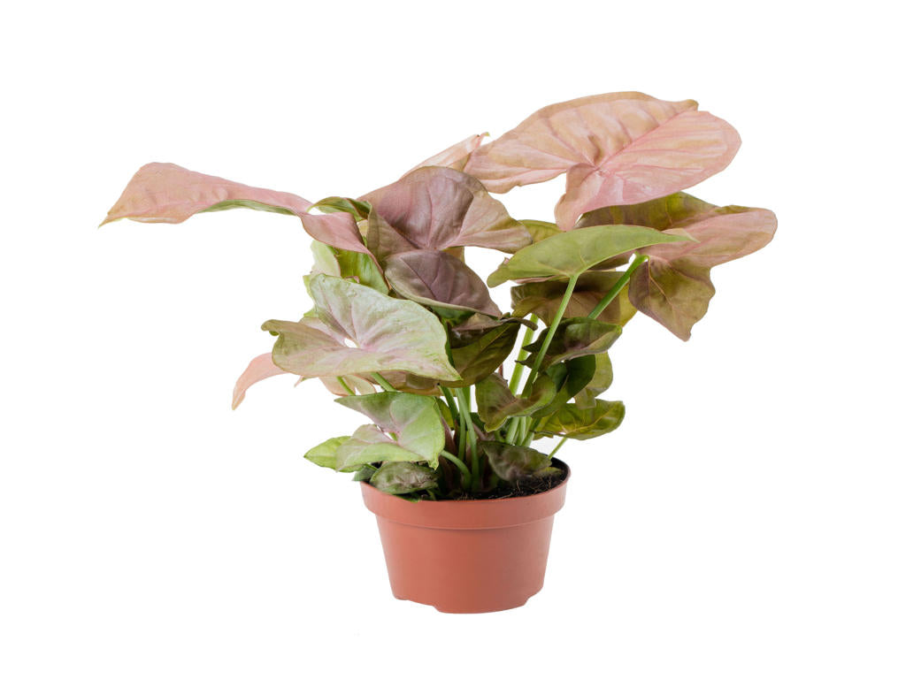 Syngonium Neon (single) | 4 cm plug 80/tray