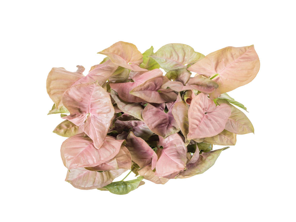 Syngonium Neon (clump) | 5 cm plug 50/tray