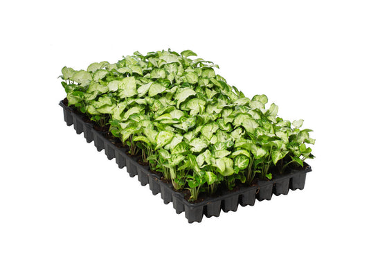 Syngonium White Butterfly (single) | 4 cm plug 80/tray