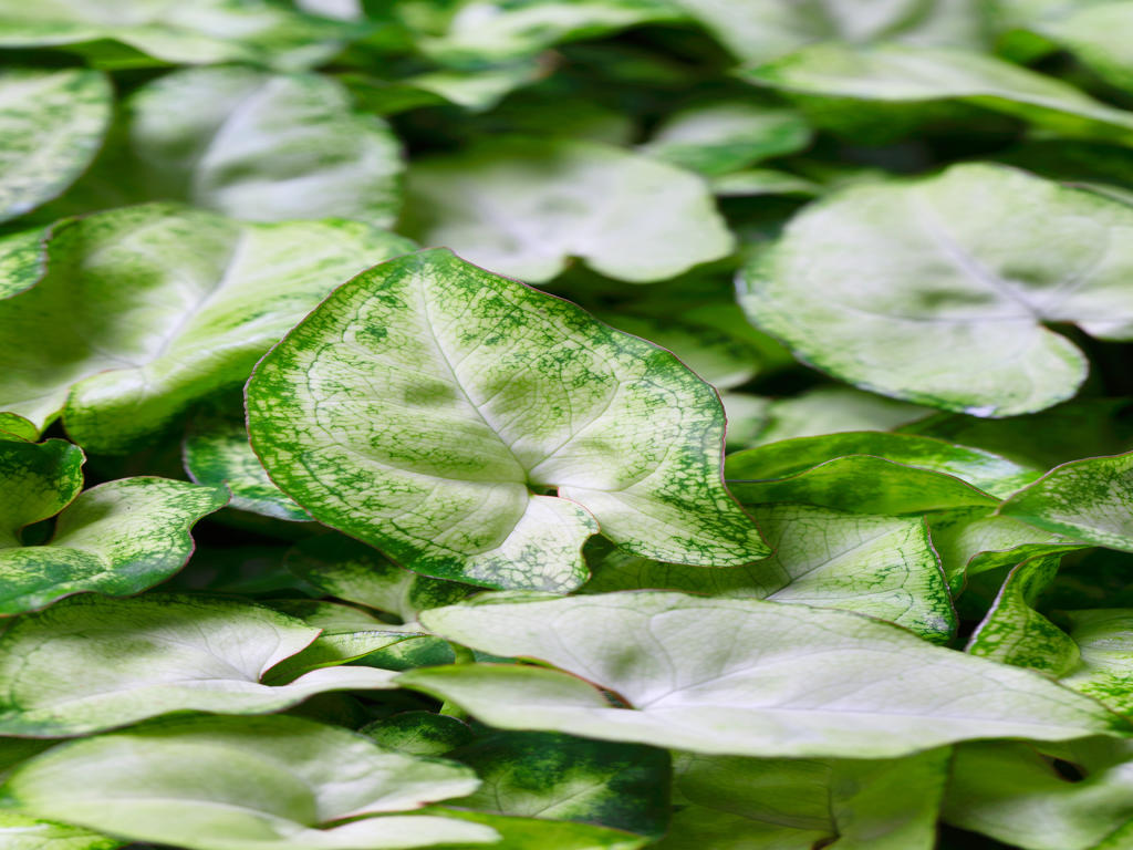 Syngonium White Butterfly (single) | 4 cm plug 80/tray