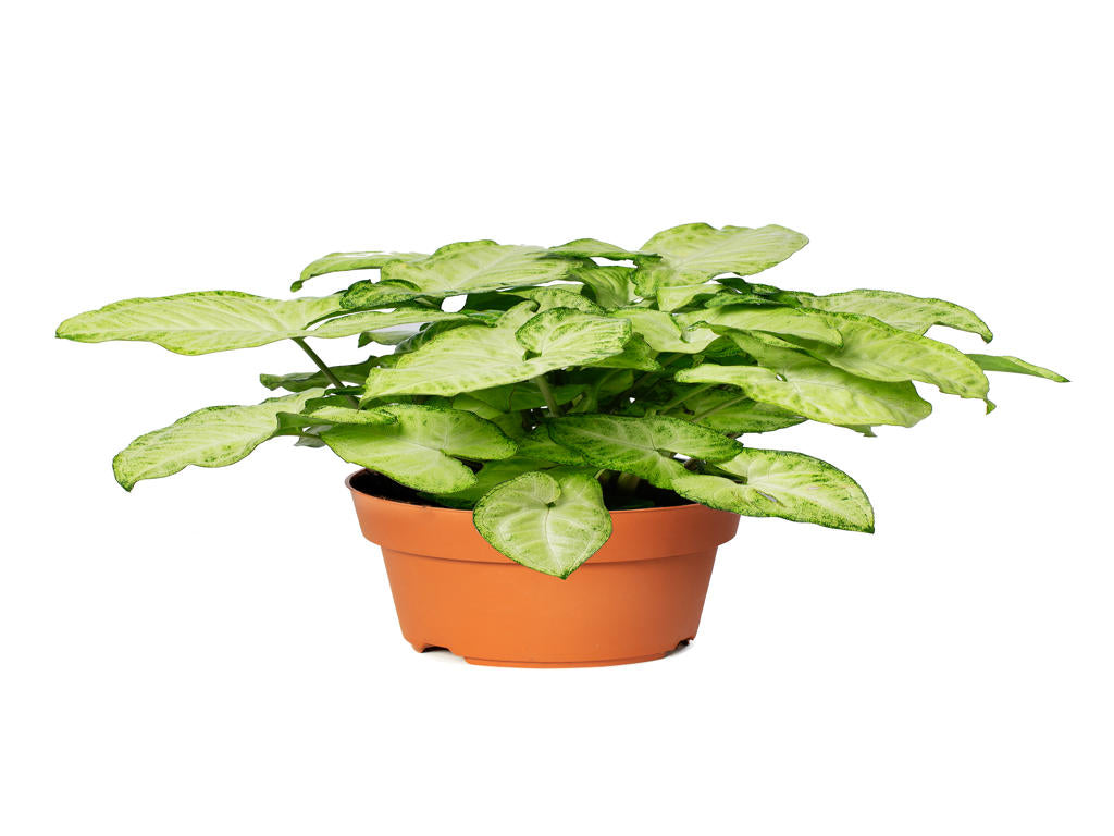 Syngonium White Butterfly (single) | 4 cm plug 80/tray