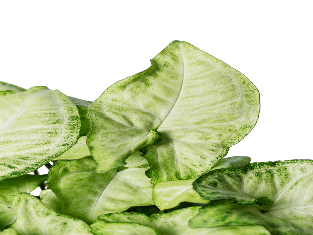 Syngonium White Butterfly (single) | 4 cm plug 80/tray