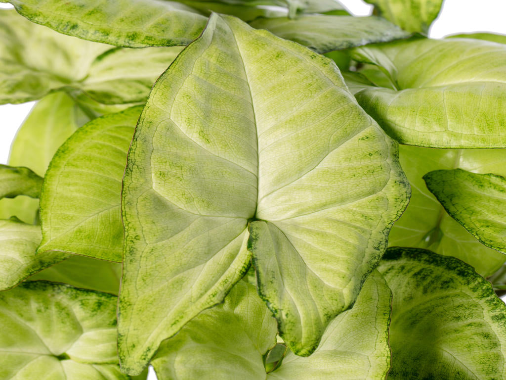 Syngonium White Butterfly (single) | 4 cm plug 80/tray