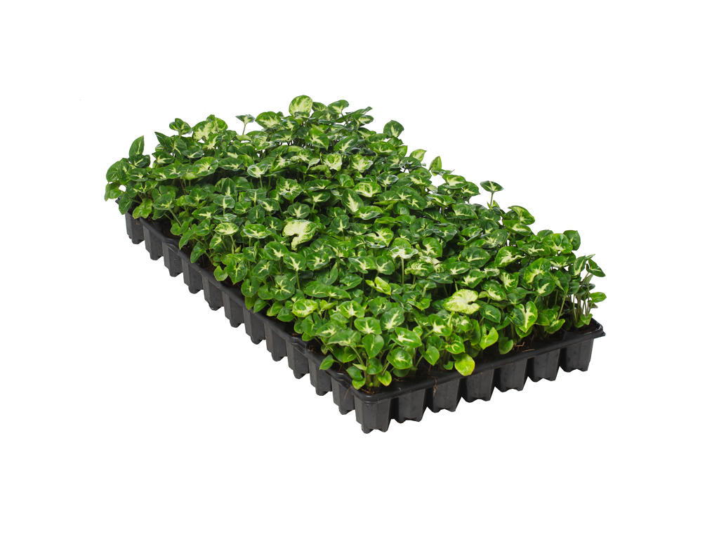 Syngonium Pixie (single) | 4 cm plug 80/tray