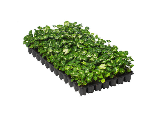 Syngonium Pixie (clump) | 5 cm plug 50/tray