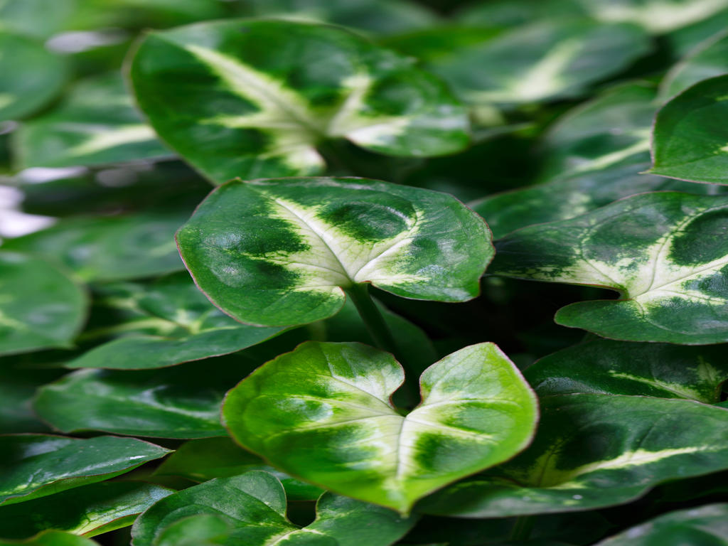 Syngonium Pixie (single) | 4 cm plug 80/tray