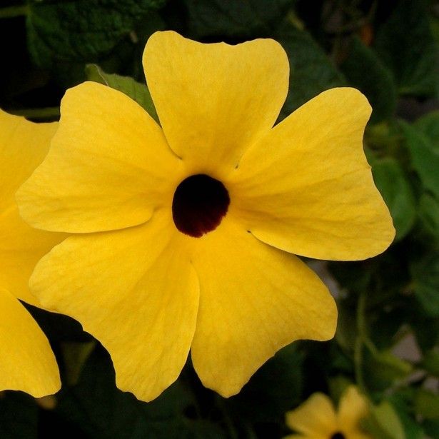 Thunbergia   Sunny Susy 'White Halo'(P) | 4 cm