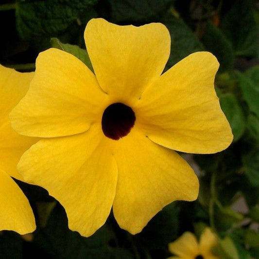 Thunbergia   Sunny Susy 'White Halo'(P) | 4 cm
