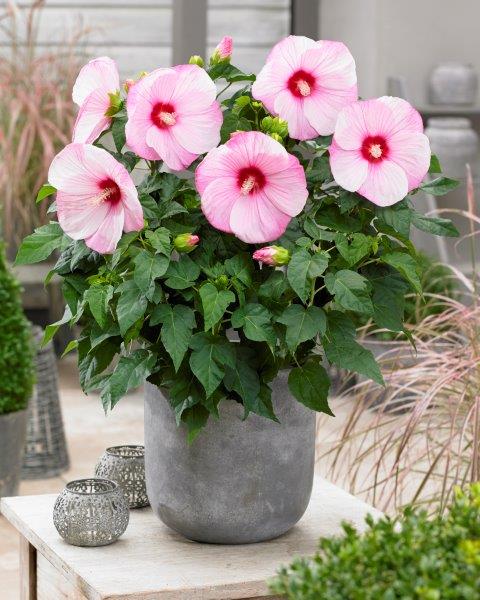 Hibiscus Extreme Cloudy Pink (P) | 4 cm