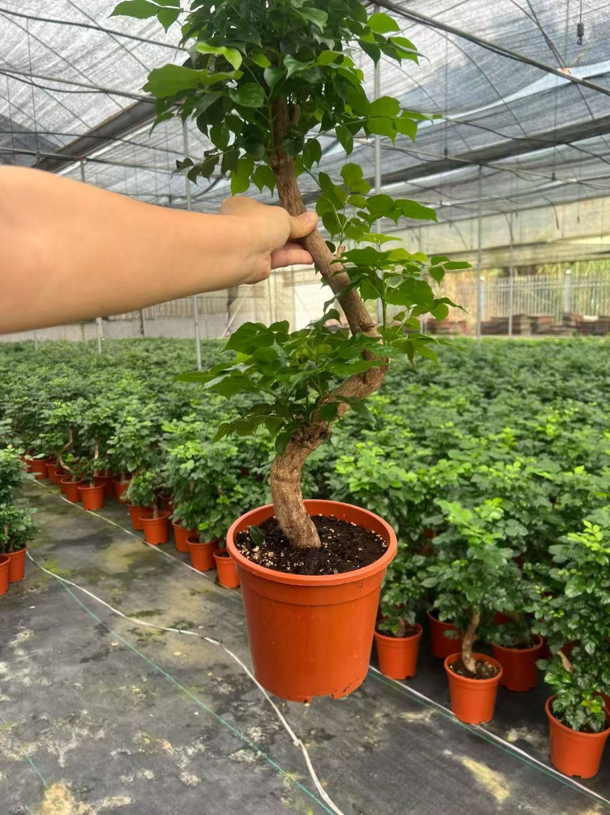 Radermachera -S- Form, | 17cm - Alt 60-70