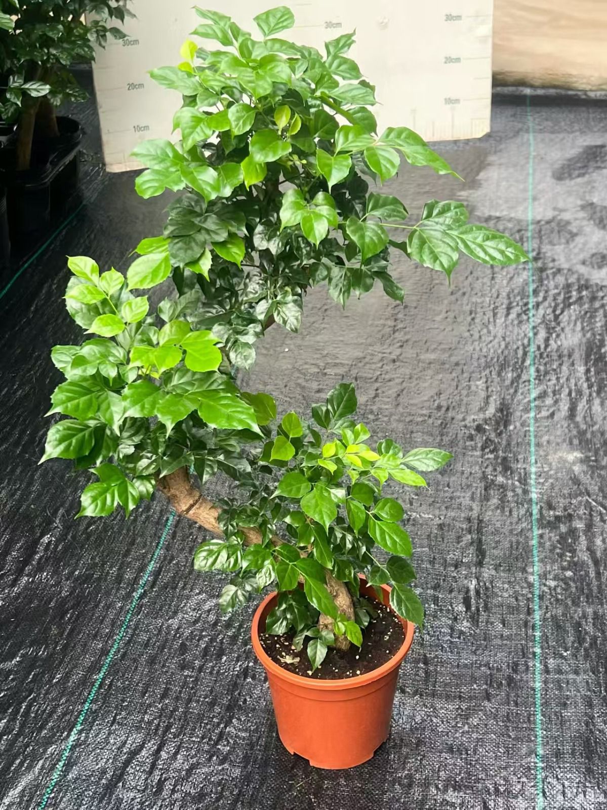 Radermachera -S- Form, | 17cm - Alt 60-70