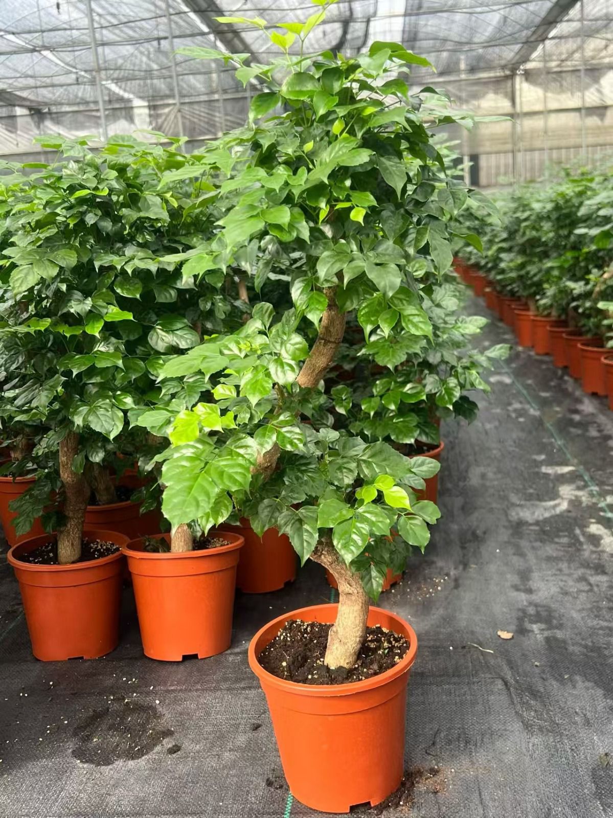 Radermachera -S- Form, | 17cm - Alt 60-70