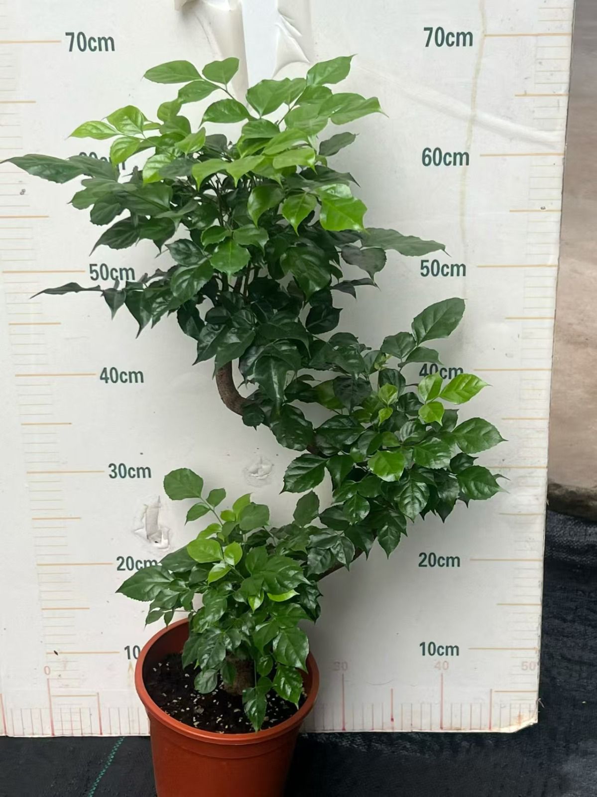 Radermachera -S- Form, | 17cm - Alt 60-70