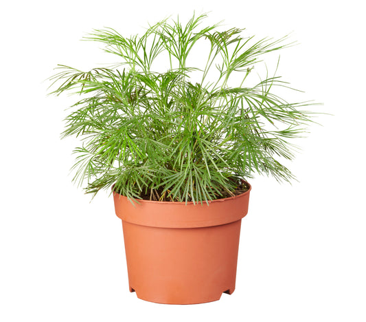 Actiniopteris australis tray 150