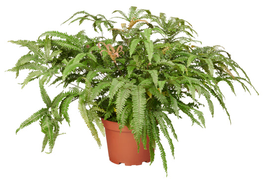 Adiantum Bronze Venus tray 252