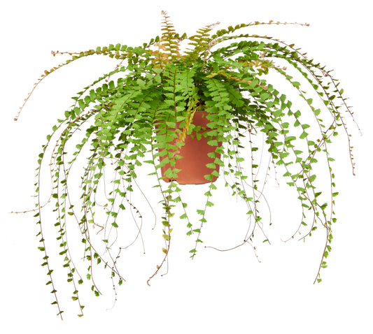 Adiantum caudatum tray 104