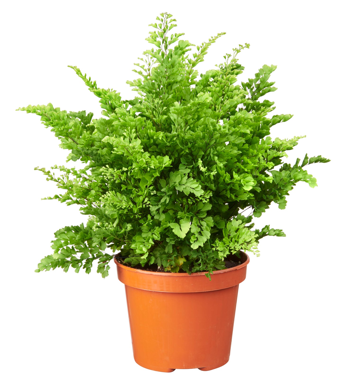 Adiantum Lisa tray 252