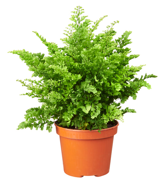 Adiantum Lisa tray 252