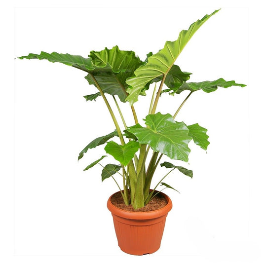 Alocasia Portadora |  5,5cm  - H,20cm
