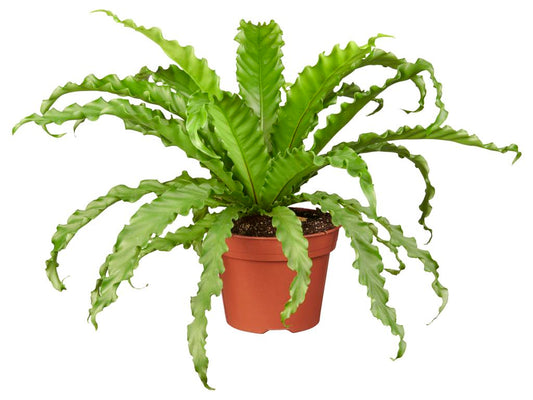 Asplenium antiquum 'Osaka' tray 104 single