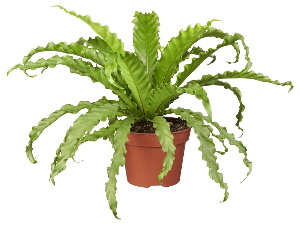 Asplenium antiquum 'Osaka' tray 104